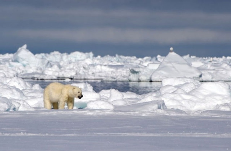 der Eisbär...ein ständiger Begleiter